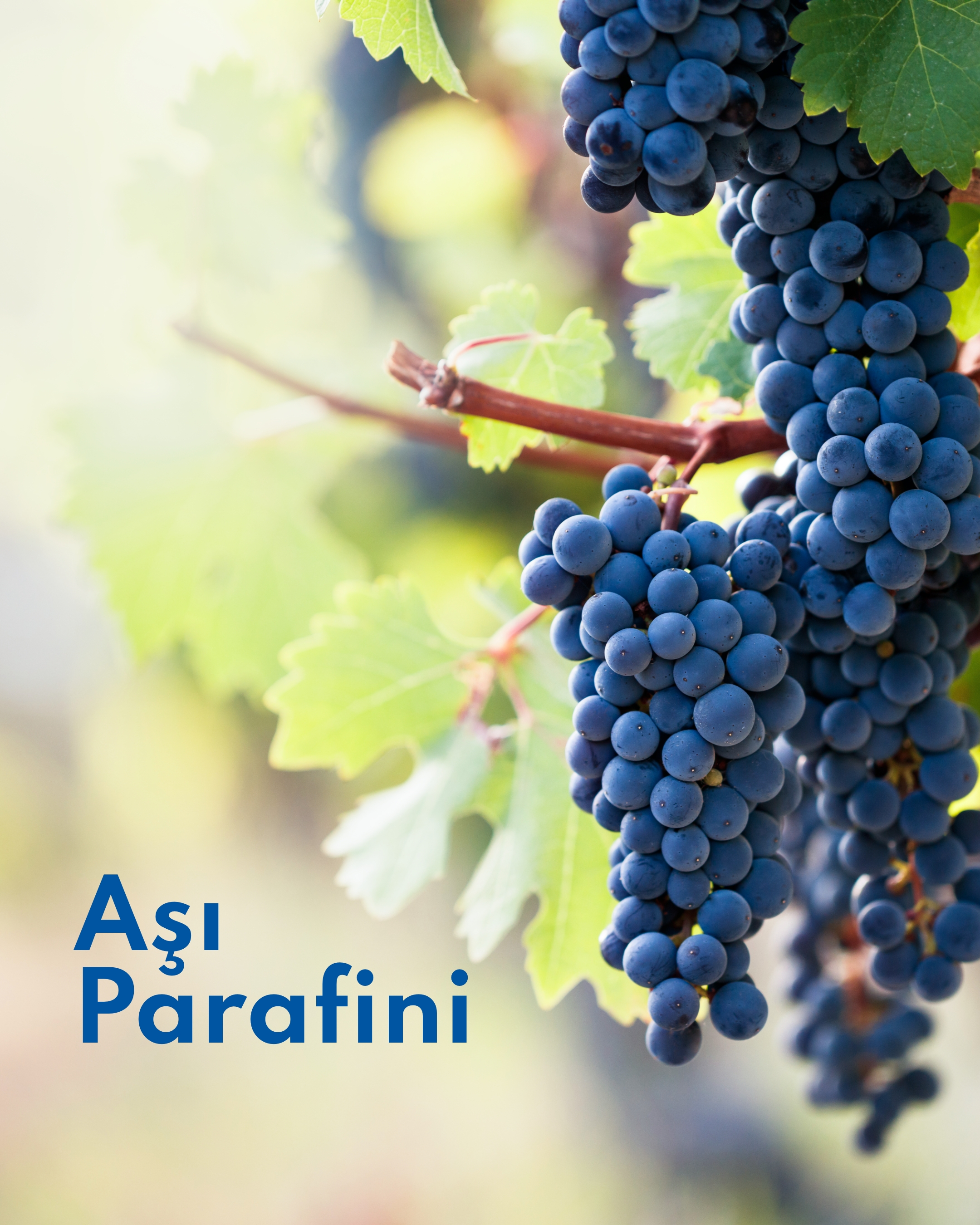 Aşı Parafini